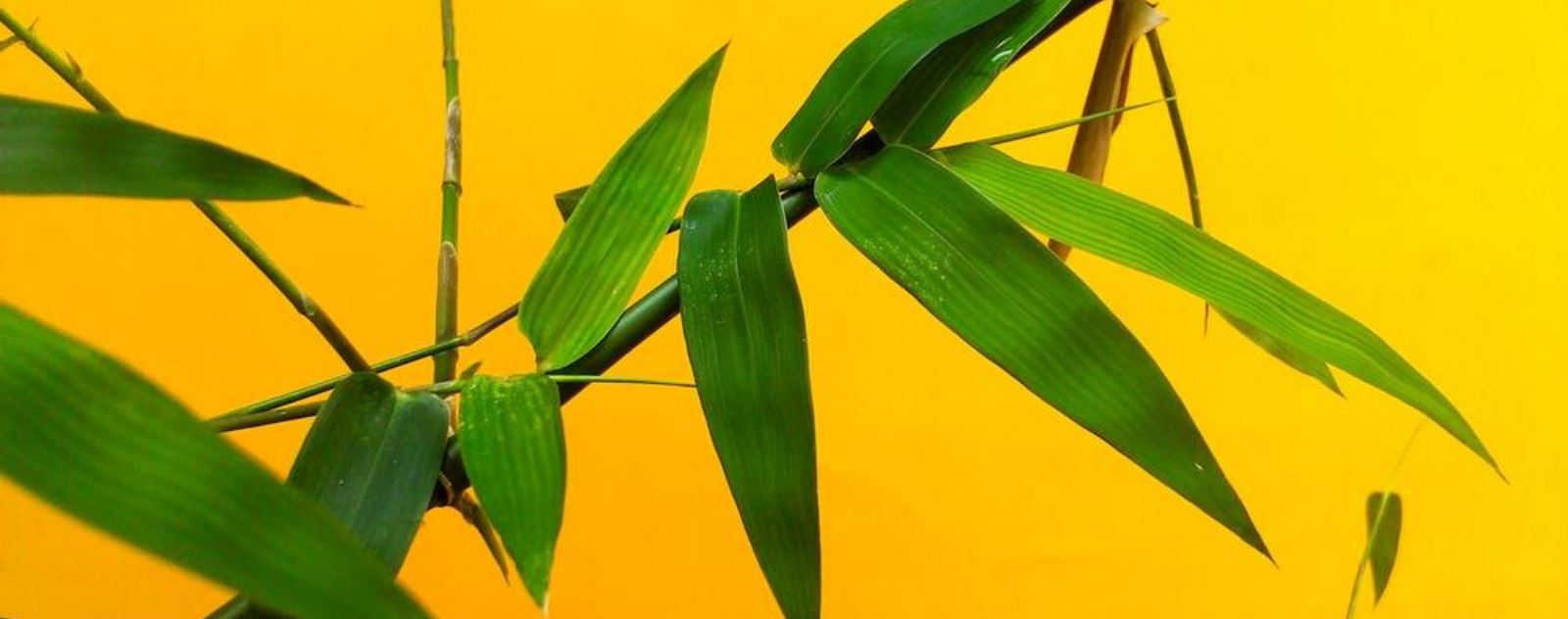 7 astuces pour une décoration chinoise hors du commun