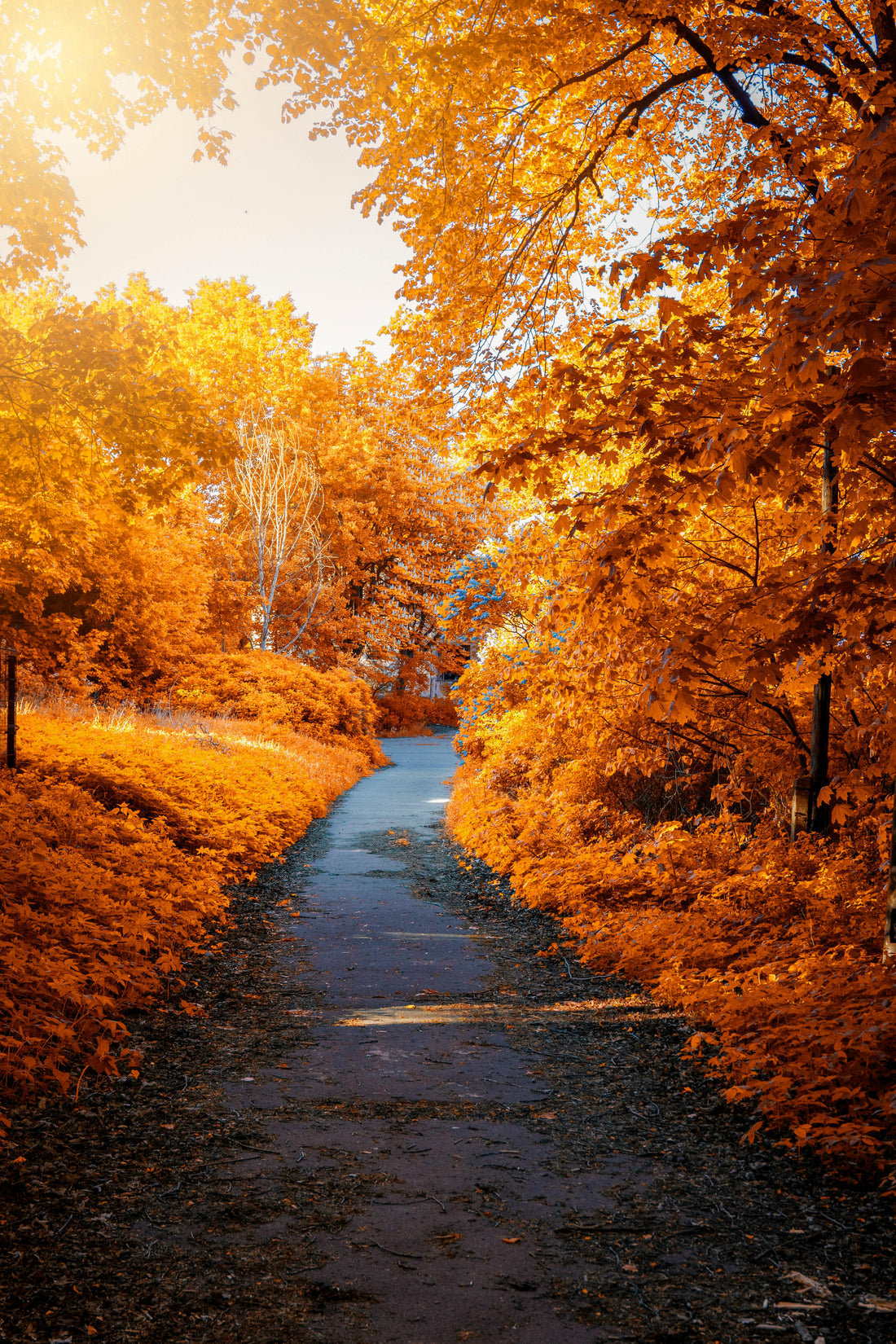 Les Rituels d’Automne à Travers les Traditions Spirituelles rituels gratitude automne méditation – Artisan d’Asie