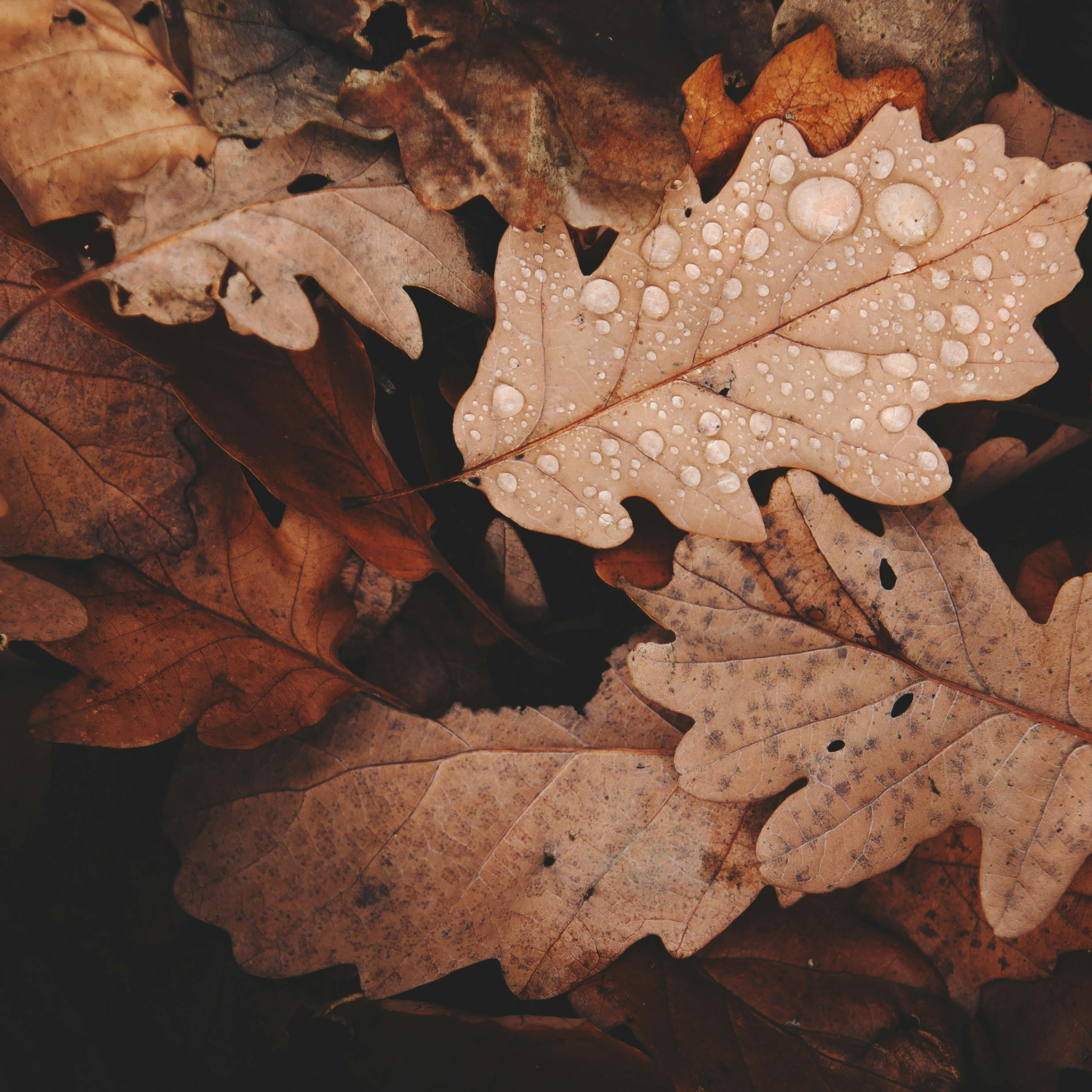Les Nouveautés de l'Automne
